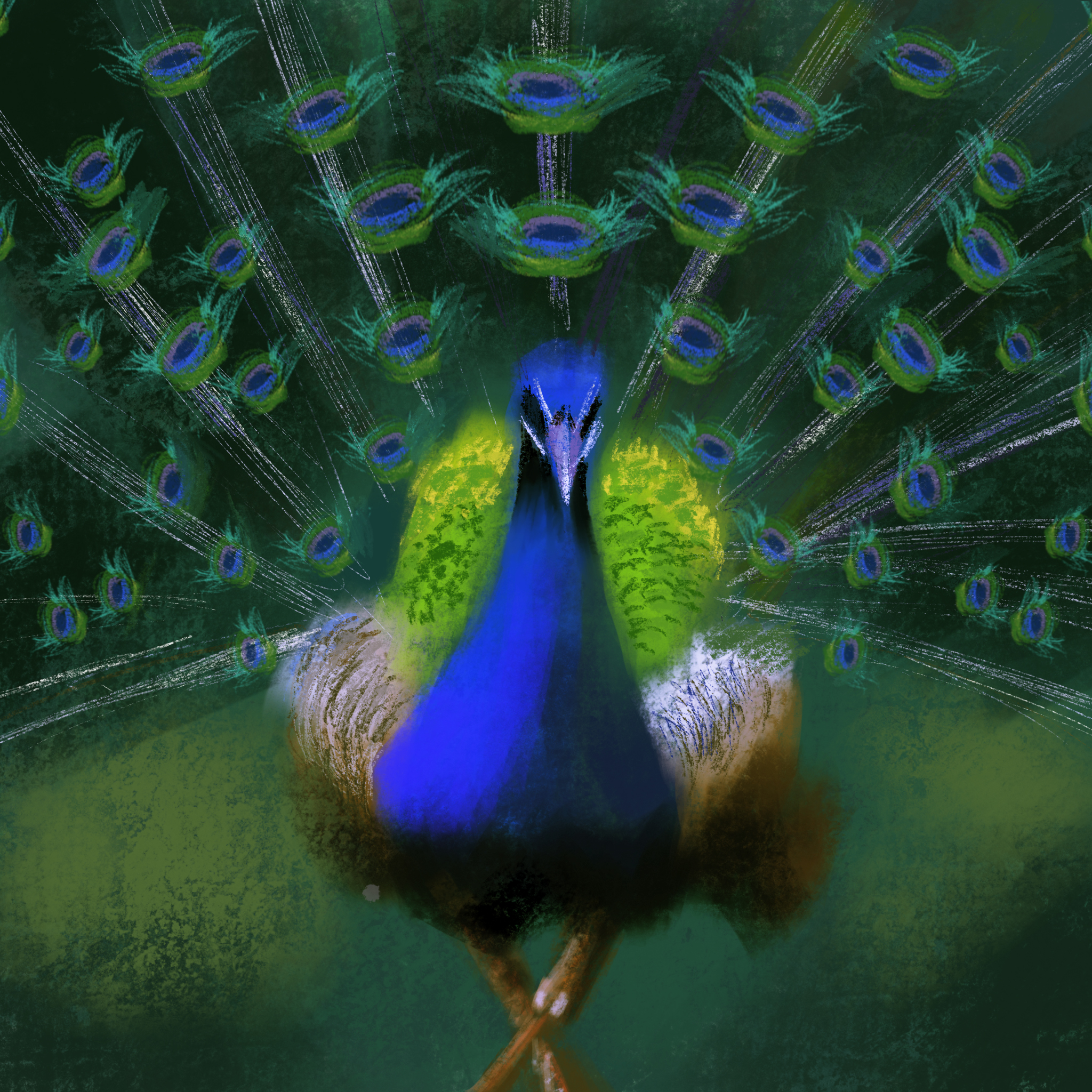 Peacock